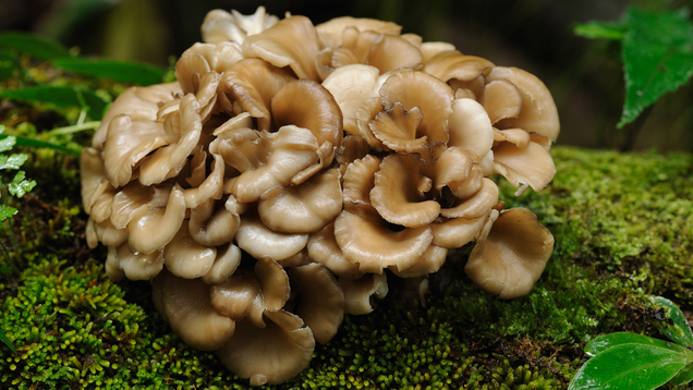 Illustration for article titled More Mushroom Than You Can Handle: You Simply Don’t Have The Endurance To Make It Through This List Of 8 Mushrooms